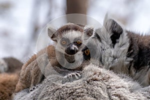 Baby ring tailed lemur with his family