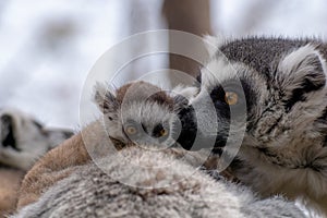 Baby ring tailed lemur with his family