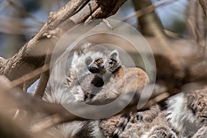 Baby ring tailed lemur with his family
