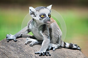 Baby Ring-Tailed Lemur II