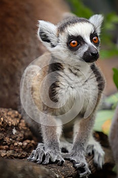 Baby ring-tailed lemur is pose