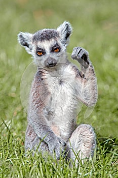 Baby Ring-Tailed Lemur
