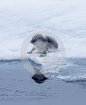 Baby ringed seal rests on ice edge in Arctic