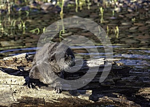 Baby River Otter on Log