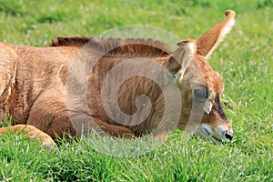 Roan antelope Hippotragus equinus photo