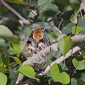 Baby robin