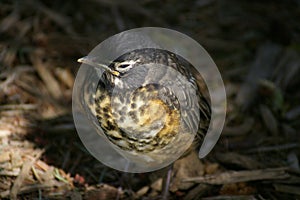 Baby Robin