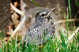 Baby robin bird