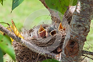 Baby Robin birds
