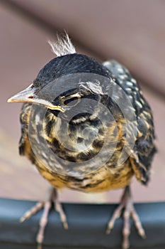 Baby robin cocking his head