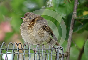 Baby robin, erithacus rubecula, perched wire mesh