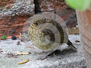 Baby robin, erithacus rubecula, stood on concrete