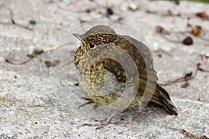 Baby robin, erithacus rubecula, stood on ground