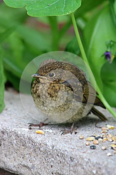 Baby robin, erithacus rubecula, stood on wall