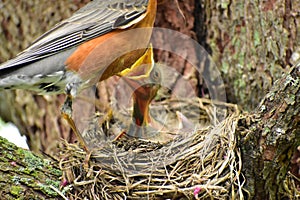 Baby Robin feeding in nest