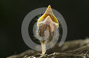 Baby Robin in Nest