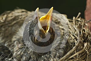 Baby Robin In Nest