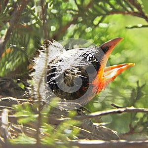 Baby Robin head sticking out of nest
