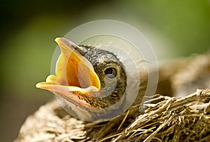 Baby Robin in Nest