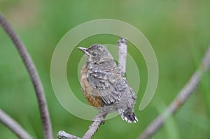 Baby robin