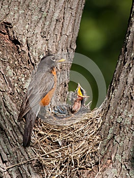 Baby robin screams in hunger