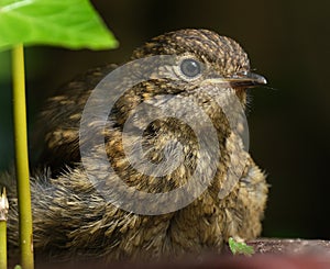 Baby Robin waiting to be fed.