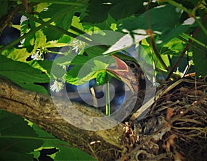 Baby robin waits for food from mommy