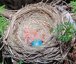 Baby robins.