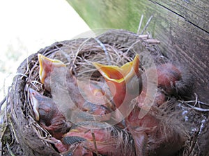 Baby robins