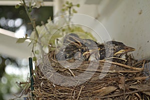 Baby Robins