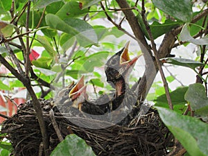 Baby Robins