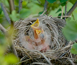 Baby Robins