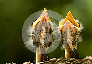 Baby Robins