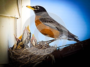 Baby robins awaiting their breakfast.