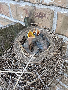 Baby robins bird nest on fence post