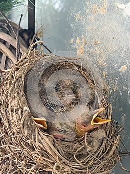 Baby Robins with Eyes Still Closed