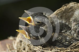 Baby Robins In A Nest