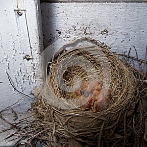 Baby Robins in nest