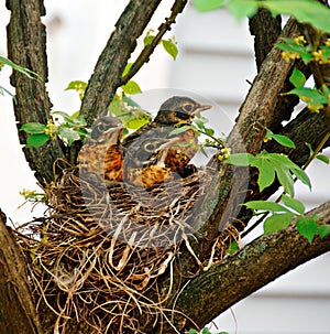 Baby Robins in a Nest