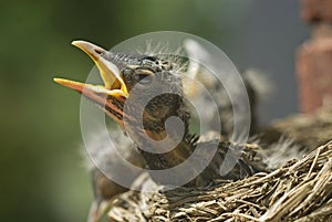 Baby Robins in a Nest