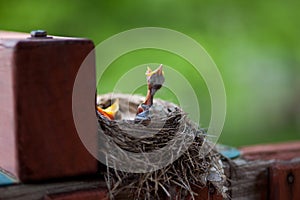 Baby robins in nest with mouths open