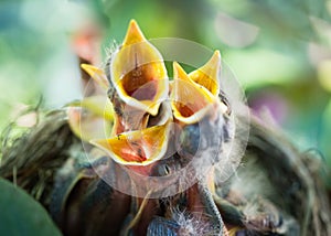 Baby robins open beaks