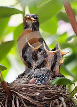 Baby robins open beaks photo