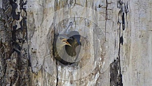 Baby robins sitting in nest in round hole in tree