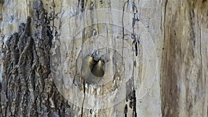 Baby robins sitting in nest in round hole in tree