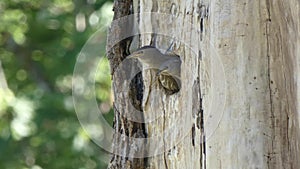 Baby robins sitting in nest in round hole in tree