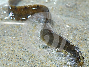 Baby Rock Gunnel coastal eel closeup