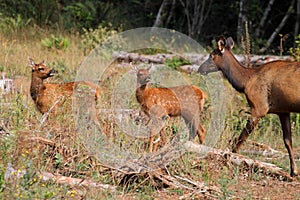 Baby Roosevelt Elk