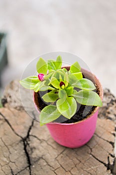 Baby rose flower or aptenia cordifolia flower in pink plastic pot