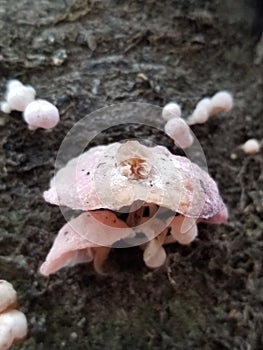 Baby Rose mushroom